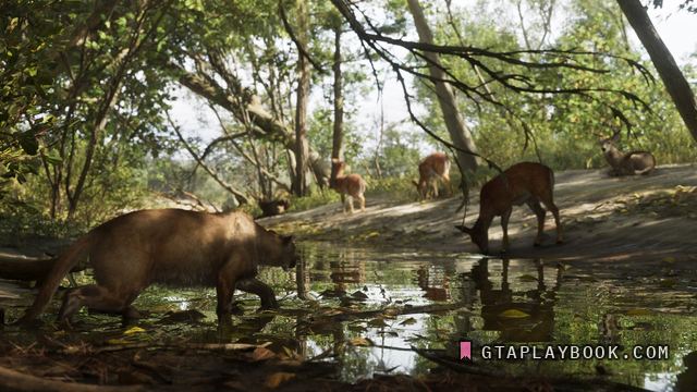 Mount Kalaga National Park — Een panter loopt door het water bij de drinkplaats,